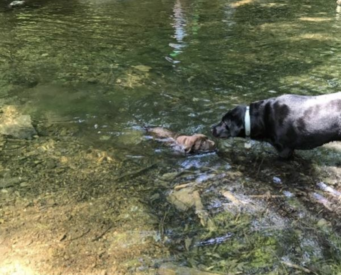 Screen Shot 2020-04-06 at 4.48.56 PM