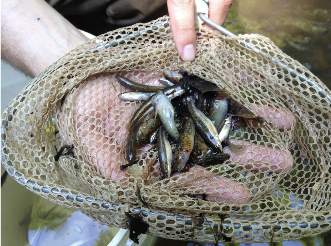 Screen Shot 2020-04-06 at 4.49.40 PM