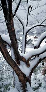 Snow Accumulating on Trees