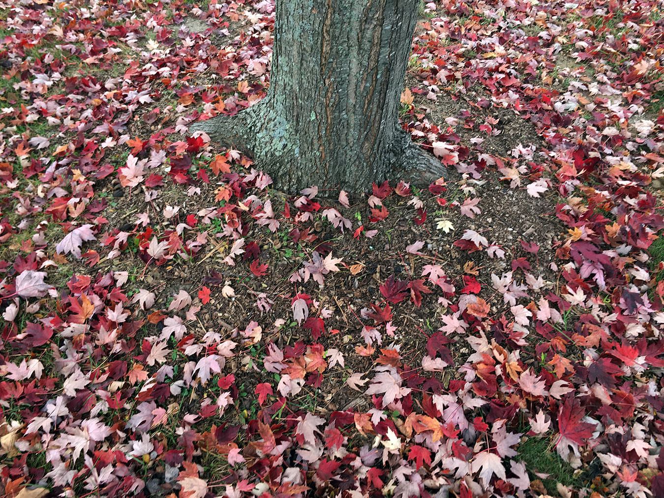 Fall_Leaves on Ground_Photo by USFS Eastern Region