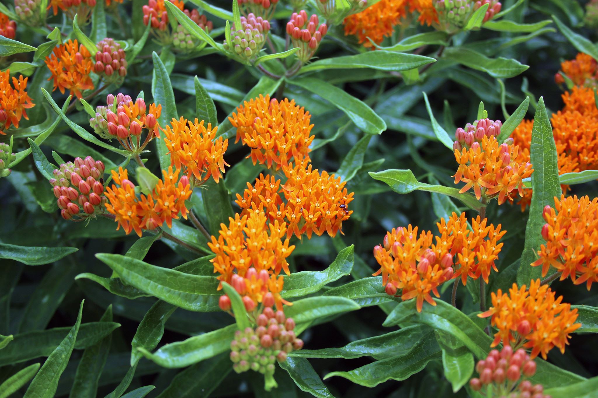 Summer_ButterflyMilkweed_PhotoByCourtneyCelley USFWS