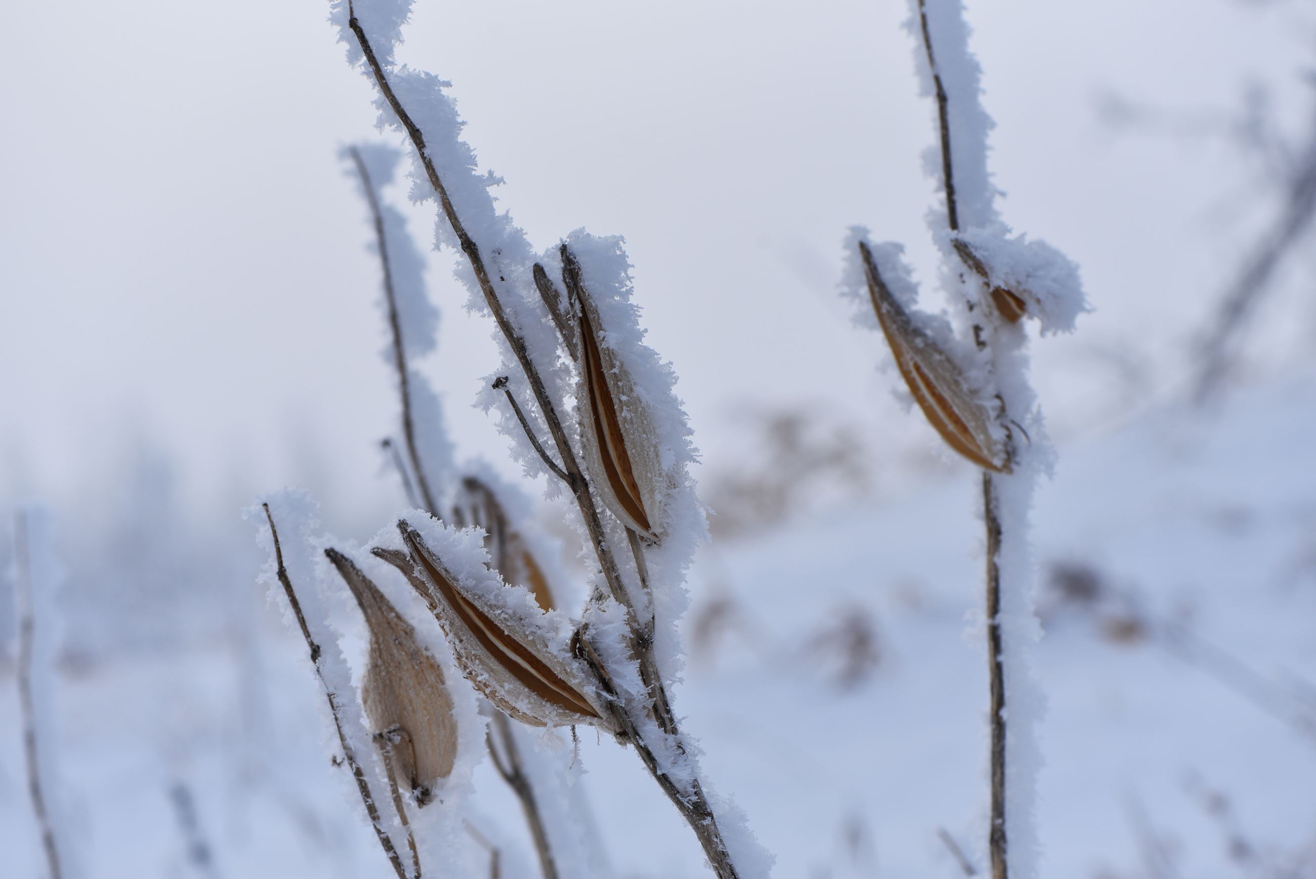 Winter_Frosty Milkweed_PhotoByCourtneyCelley USFWS Midwest Region