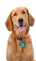 bigstock-Six-Month-Old-Golden-Retriever-22880291