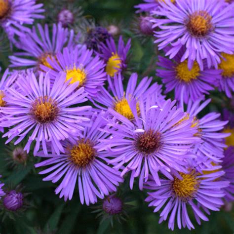 new england aster Opens in new window