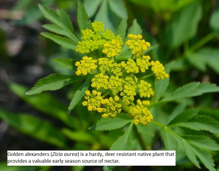 Spring_GoldenAlexanders