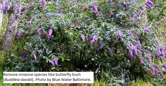 Spring_ButterflyBush Spring_ButterflyBush